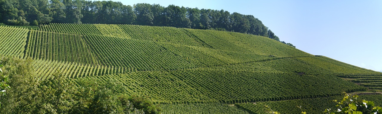 panorama_gruen